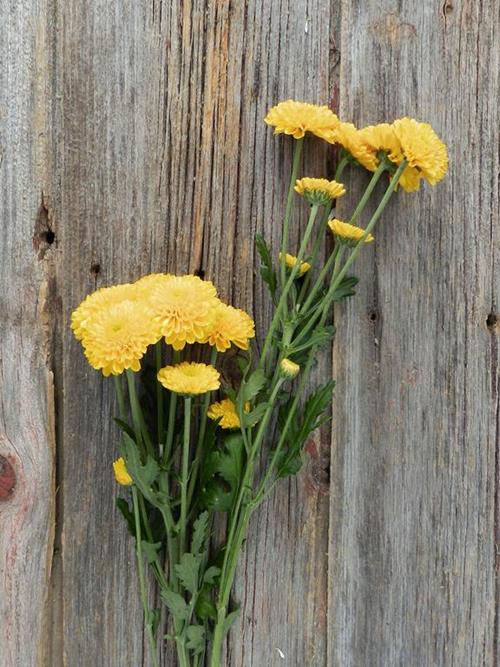 BUTTON  YELLOW POMPONS